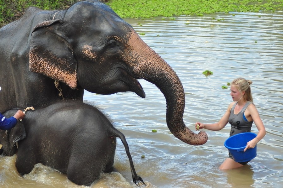 Vounteer mit Elefanten in Thailand